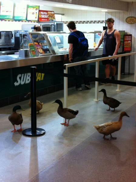 ducks-in-subway.jpg