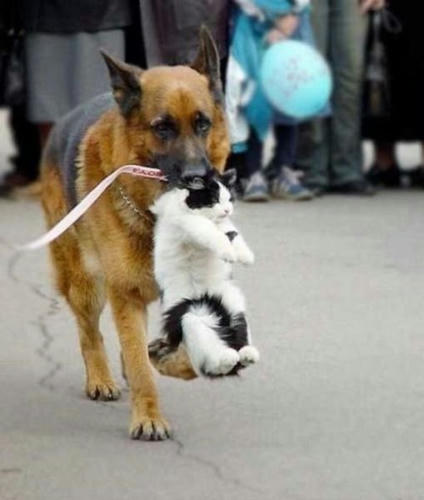 an-arrested-cat.jpg