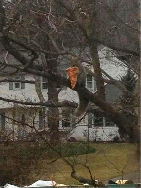 a-squirrel-loves-pizza.jpg