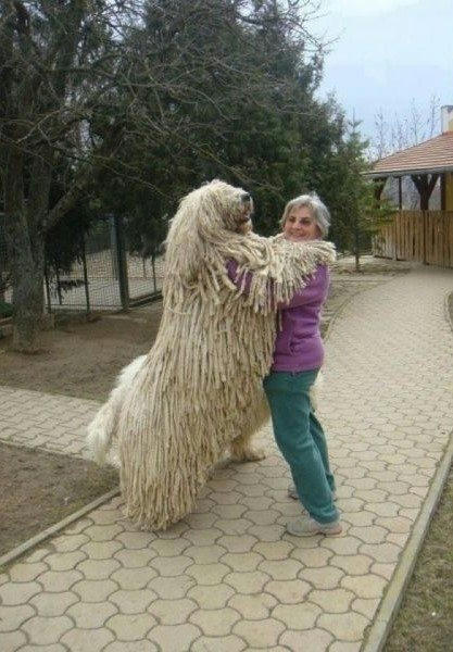 a-big-brush.jpg