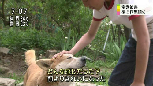 竜巻で不明の飼い犬 無事戻る 移転しました 時代をちょっとだけ斬る