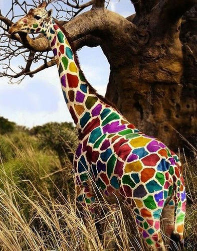 rainbow-giraffe.jpg