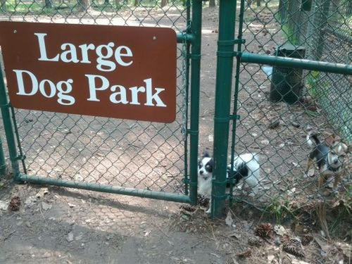 Large-Dog-Park.jpg