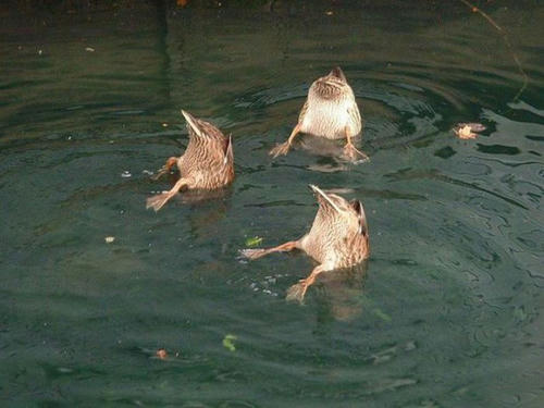 3ducks-dived-into-the-water.jpg