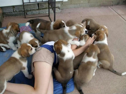paku-paku-paku-paku-paku-paku-paku-paku.jpg