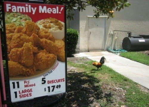 a-fugitive-chiken.jpg
