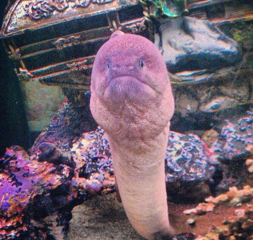 a-moray.jpg