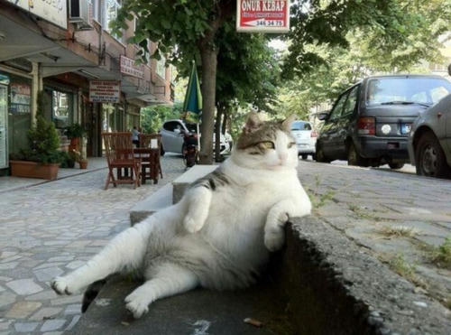 an-attitudinal-cat.jpg