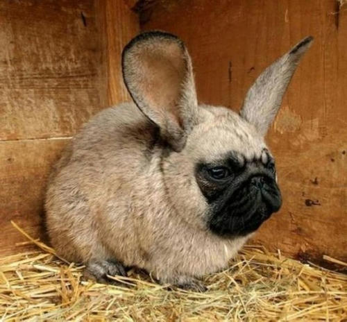 usapug.jpg