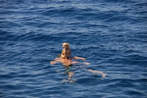a-boat-for-a-dog.jpg
