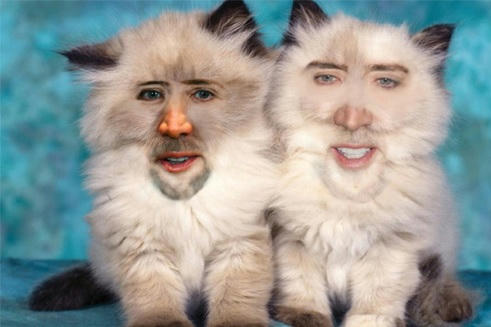 nicolas-cats.jpg