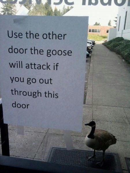a-fighting-goose.jpg