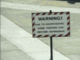 the-fighting-pigeon.gif