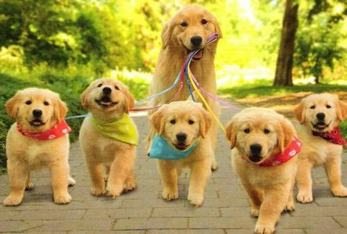 one-lead-five.jpg