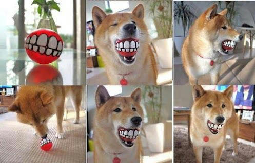 a-dog-smiling-ball.jpg