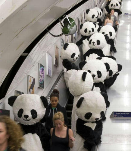panda-bears.jpg