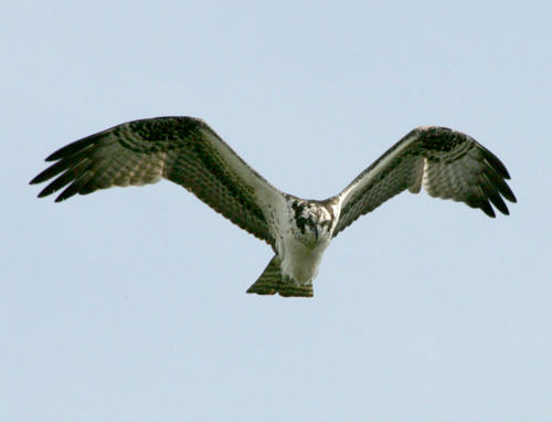 osprey-stays-in-the-air.jpg