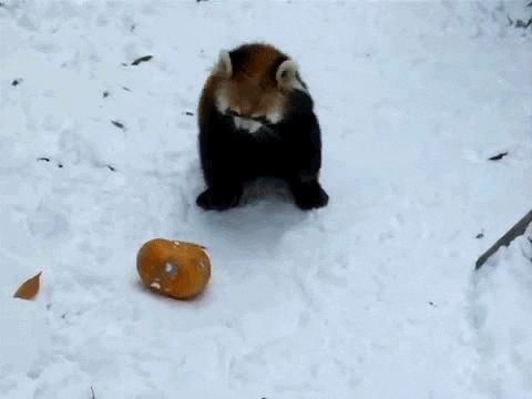 rascal-chop.gif
