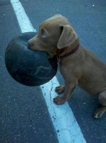 a-hyper-dog.jpg