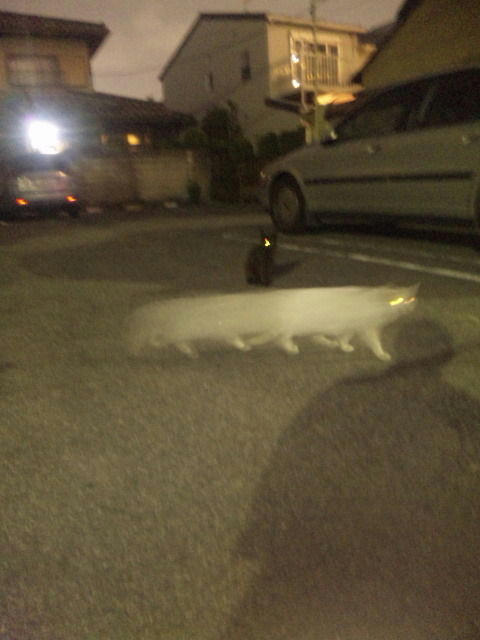 the-real-nekobus.jpg