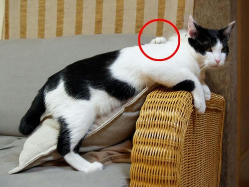 the-cat-hand.jpg