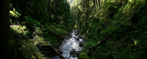 Oregon-tiny-stream.jpg