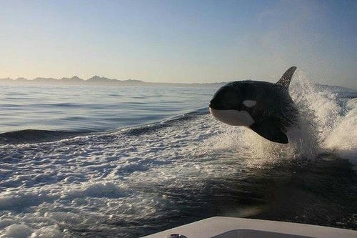 a-killer-whale-swims-side-by-side.jpg