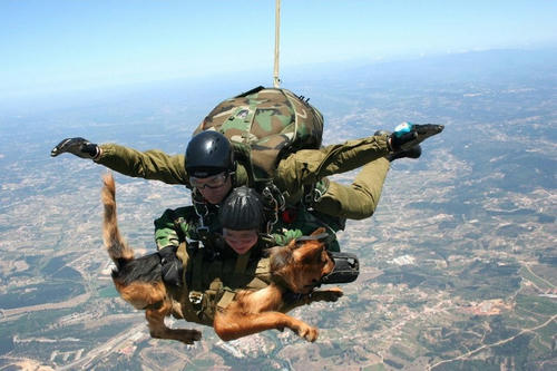 dive-with-a-rescue-dog-and-a-handler.jpg