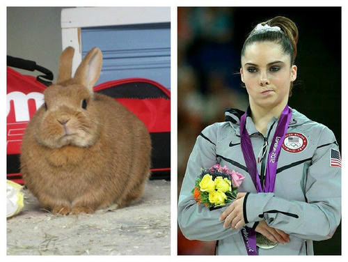 a-rabbit-medalist.jpg
