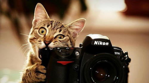 do-not-bite-my-camera.jpg