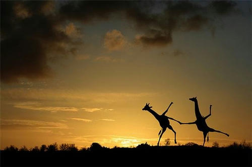 happy-giraffes.jpg