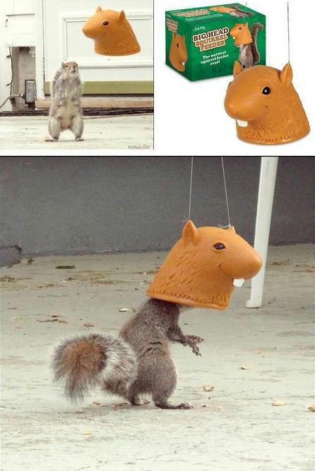 big-head-squirrel-feeder.jpg