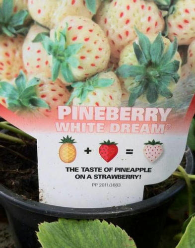 pineberry.jpg