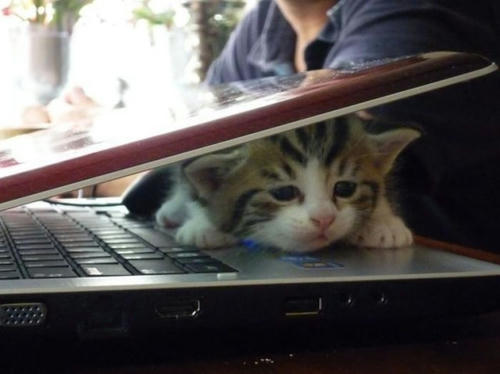 a-kitty-sandwich.jpg