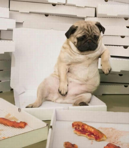 ossanpug-ate-pizza.jpg