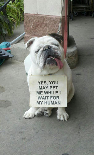 u-may-pet-me.jpg