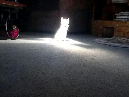 LED-neko.jpg