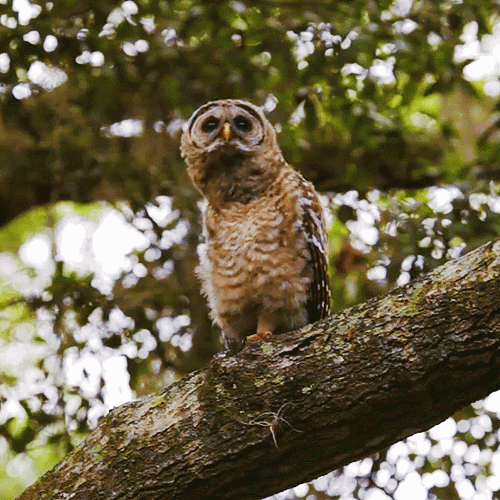 exaowl.gif