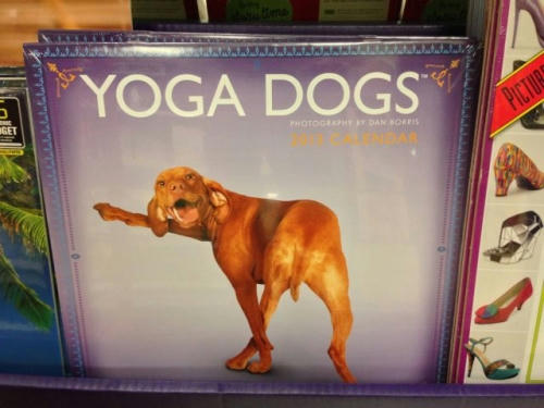 dog-yoga-2013.jpg