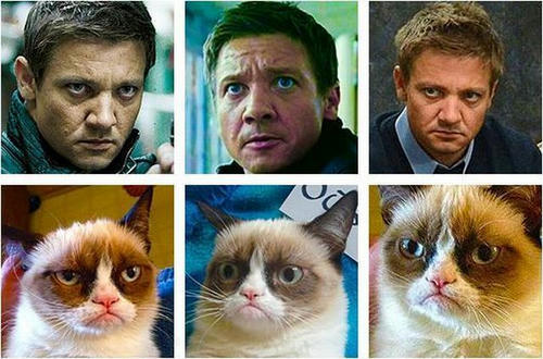 Jeremy-Renner-and-cats.jpg