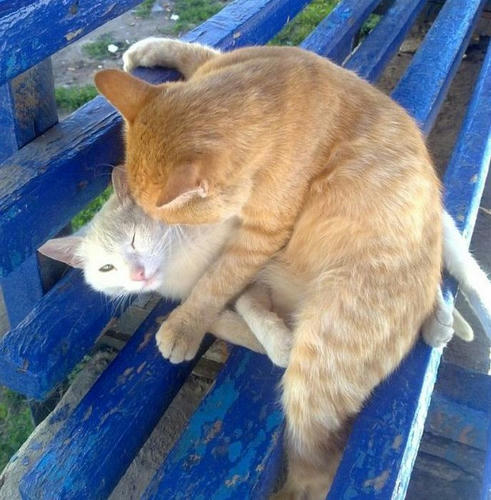 nekohara.jpg