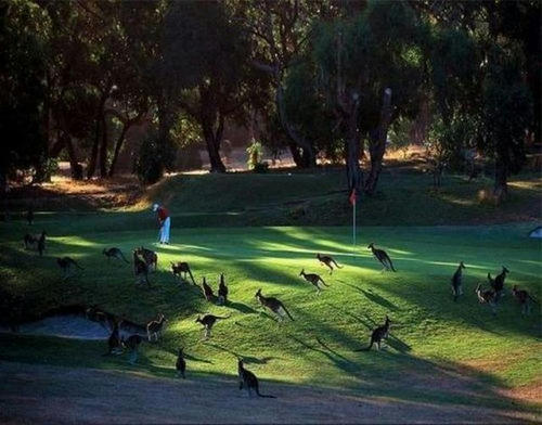 a-golfcourse-of-AU.jpg