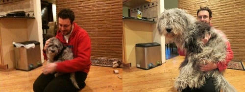 a-mop-dog-history.jpg