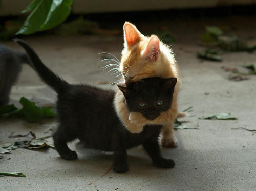 the-cat-head-rocking.jpg