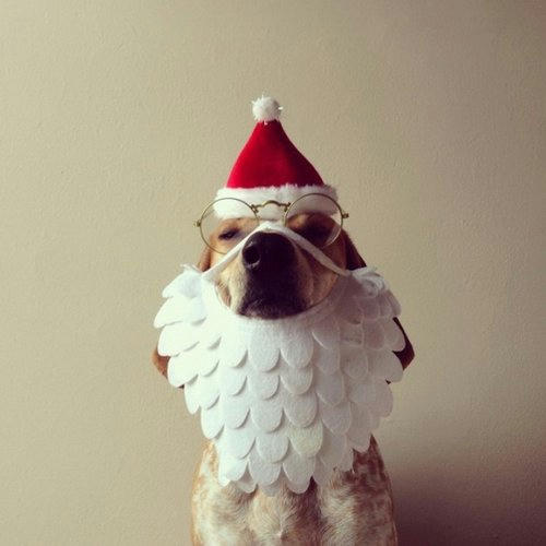 doggy-santa-2.jpg