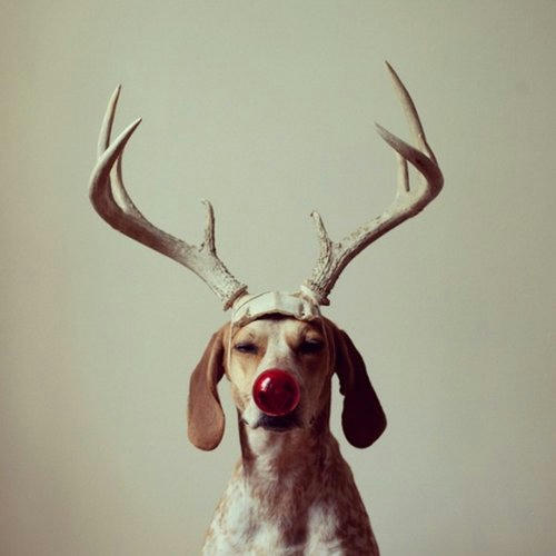 doggy-santa-1.jpg