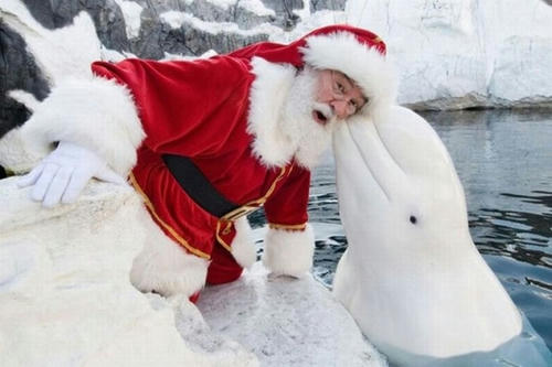 a-white-whale-attacked-Santa.jpg