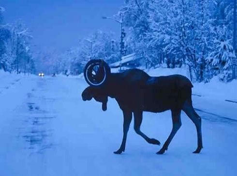 the-another-victim-of-elks.jpg