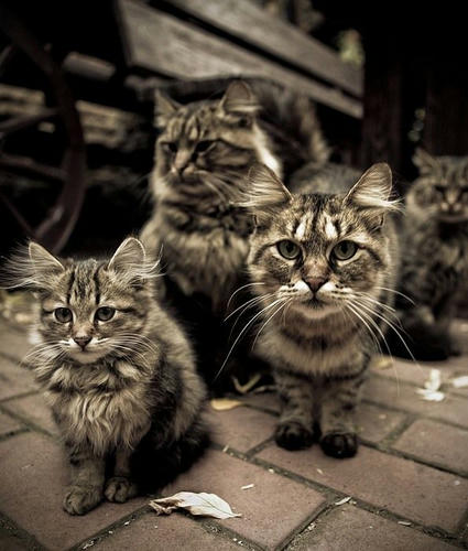 jetstream-attack-cats.jpg