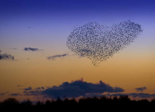 the-heart-birds.jpg